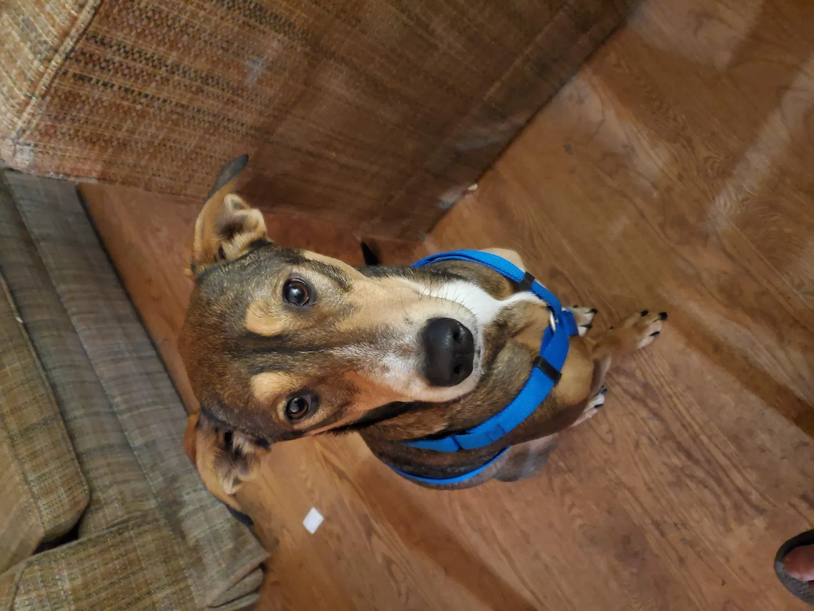 Lost dog in Lake Butler, FL, 32054