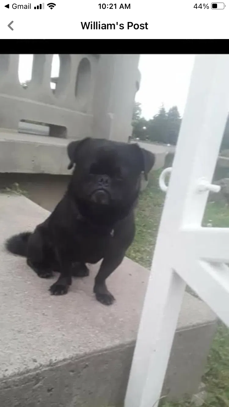 Lost dog in Syracuse, NY, 13204