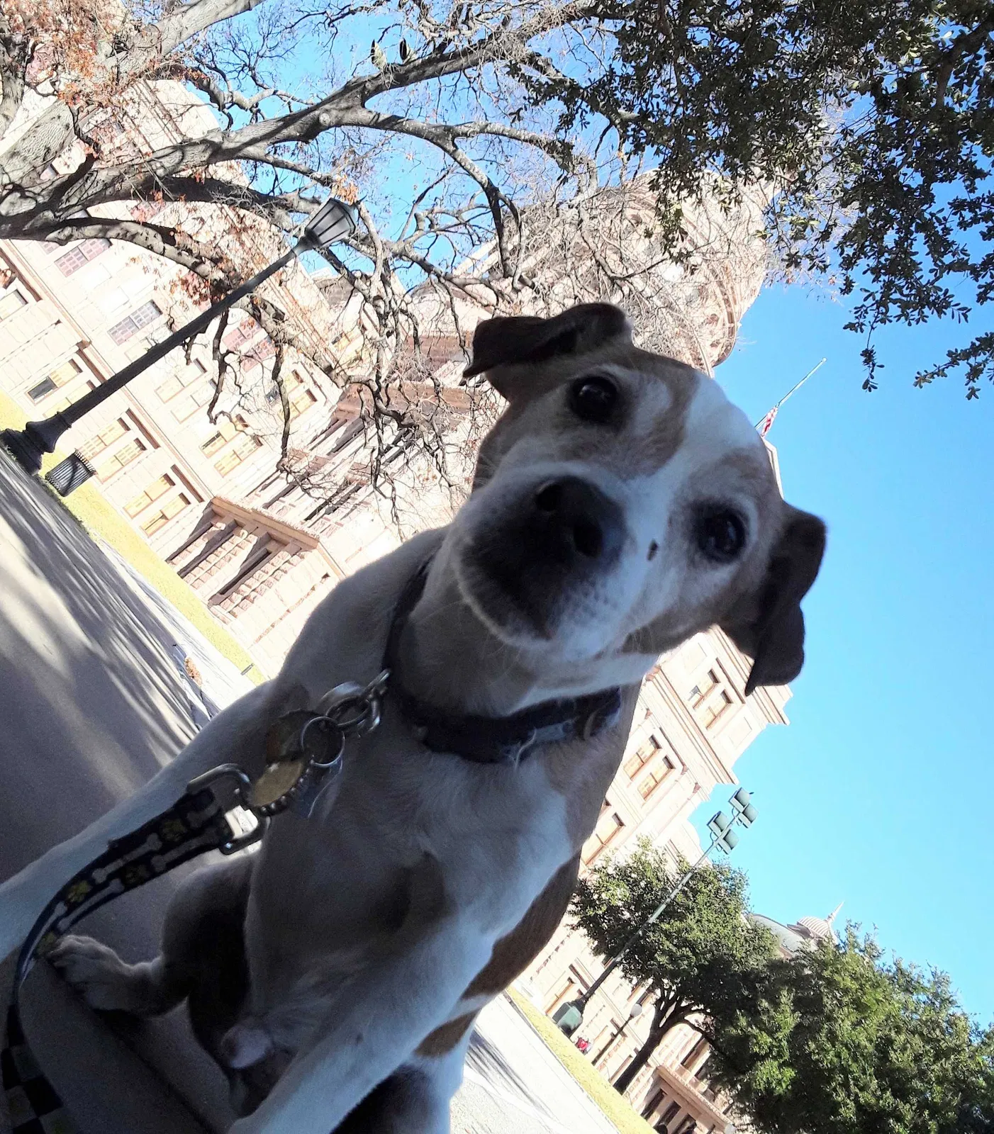 Lost dog in Austin, TX, 78704