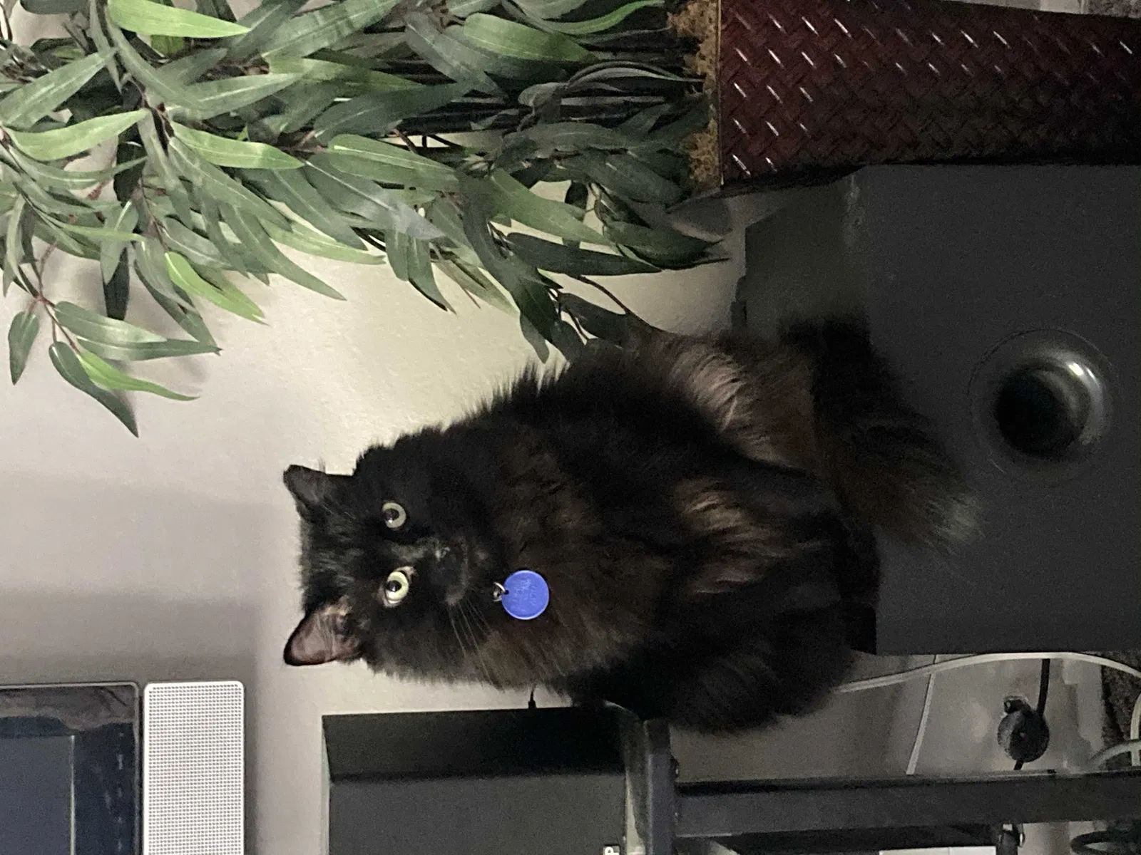 Lost cat in Salt Lake City, UT, 84123