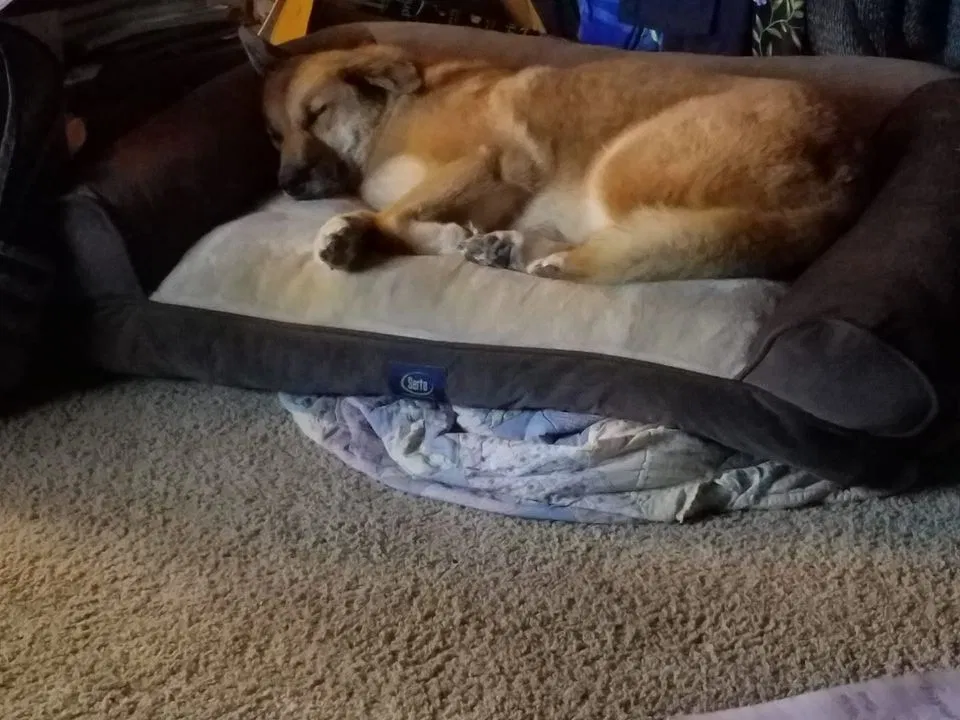 Lost dog in Ocean Springs, MS, 39564
