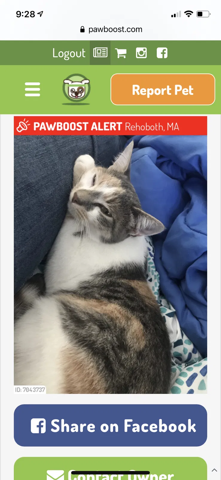 Lost cat in Swansea, MA, 2777