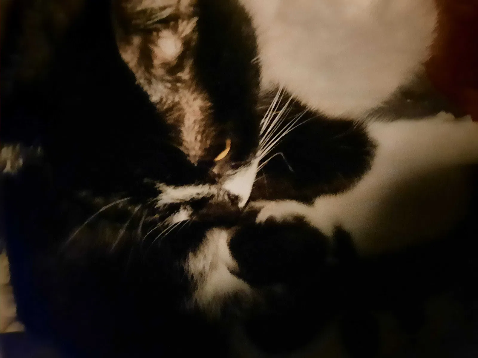 Lost cat in Mesa, AZ, 85202