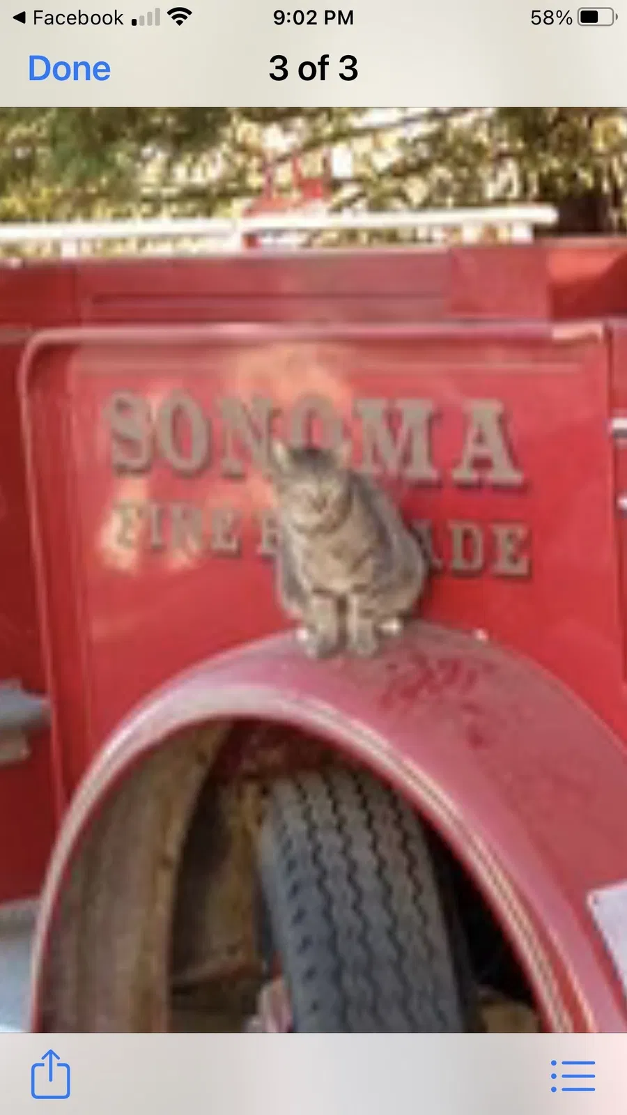 Lost cat in Benicia, CA, 94510