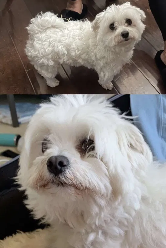 Lost dog in National City, CA, 91950