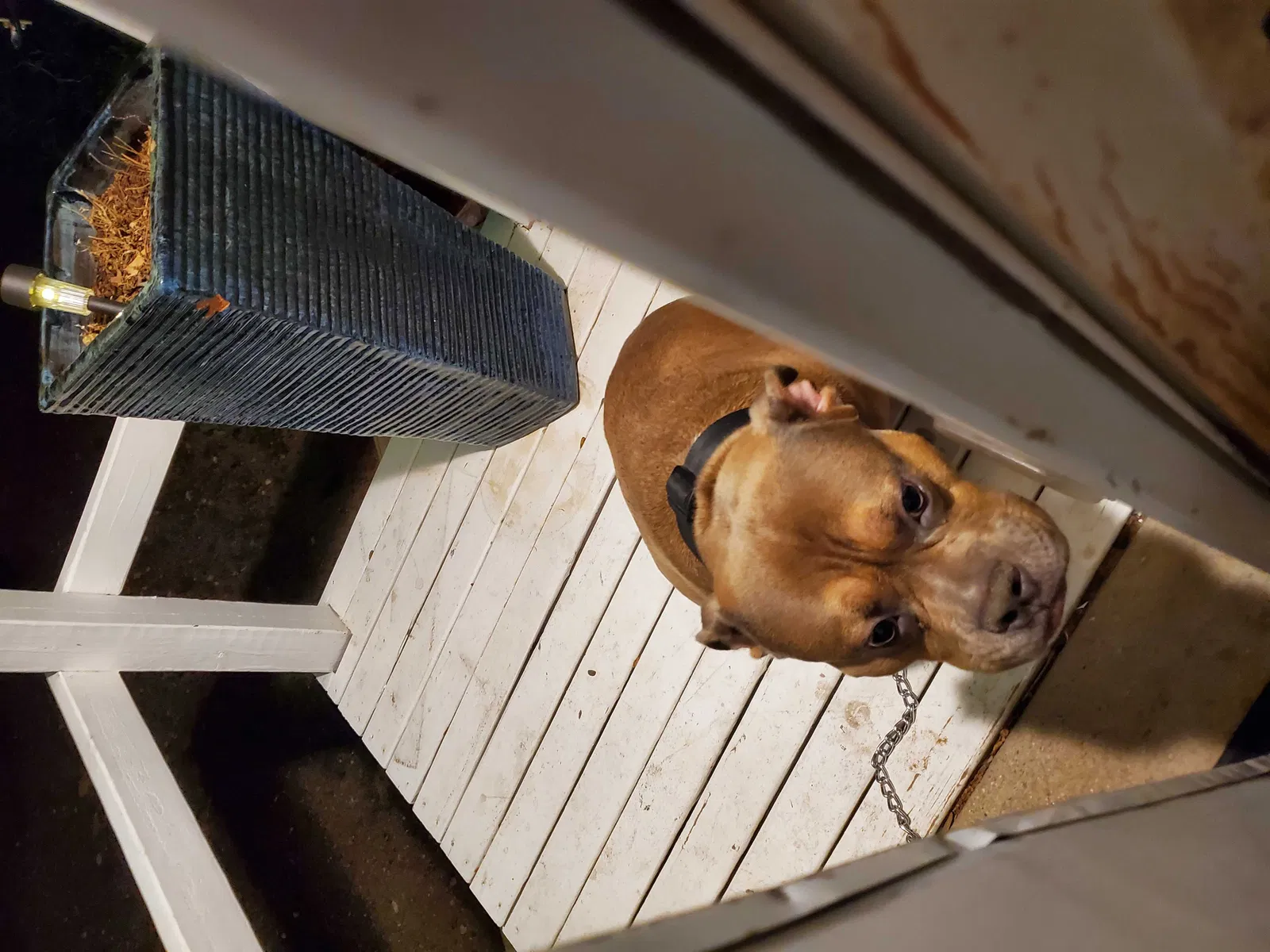 Found dog in Kersey, CO, 80644