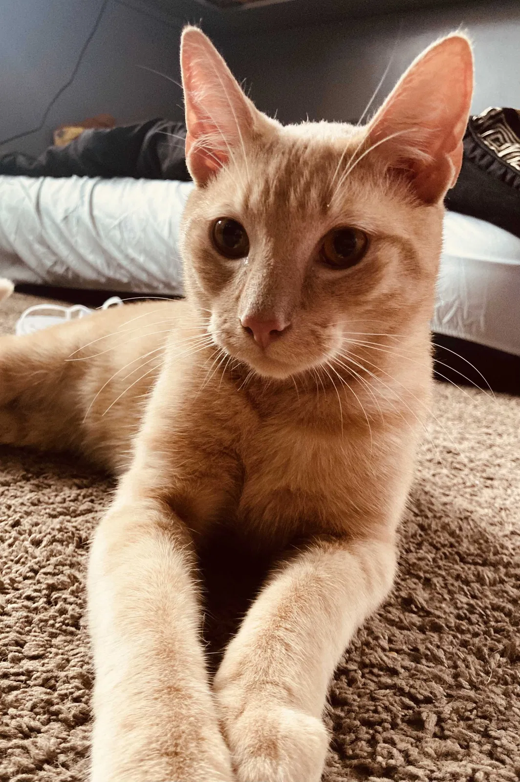 Lost cat in Hudson, NY, 12534