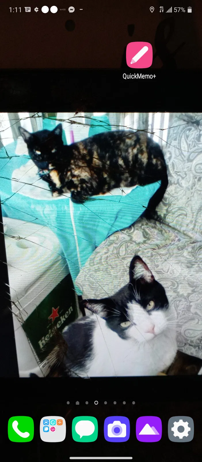 Lost cat in Norwalk, CT, 6850