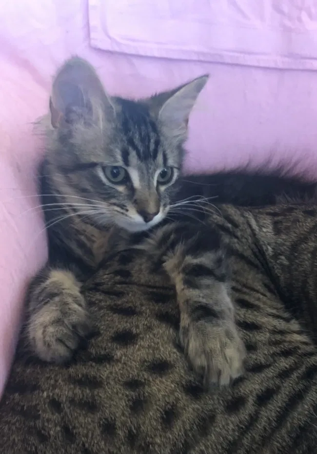 Lost cat in Statesville, NC, 28677