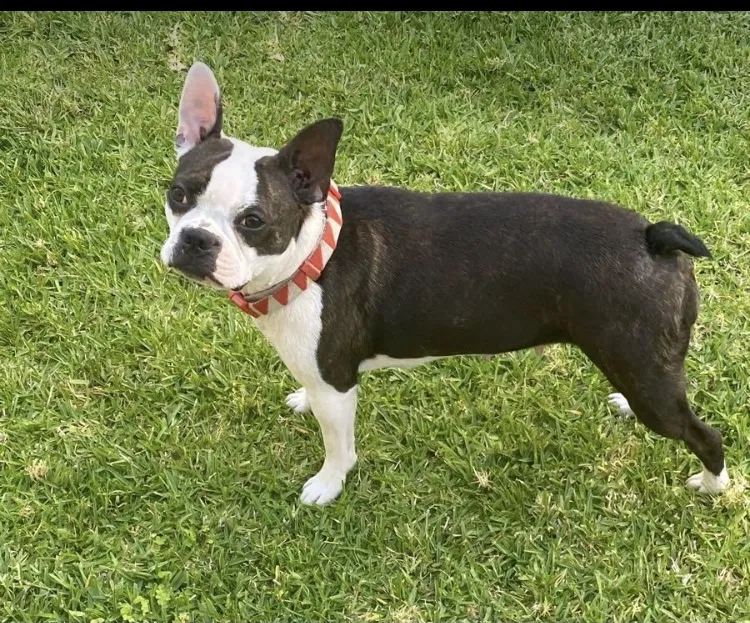 Lost dog in Long Beach, CA, 90807