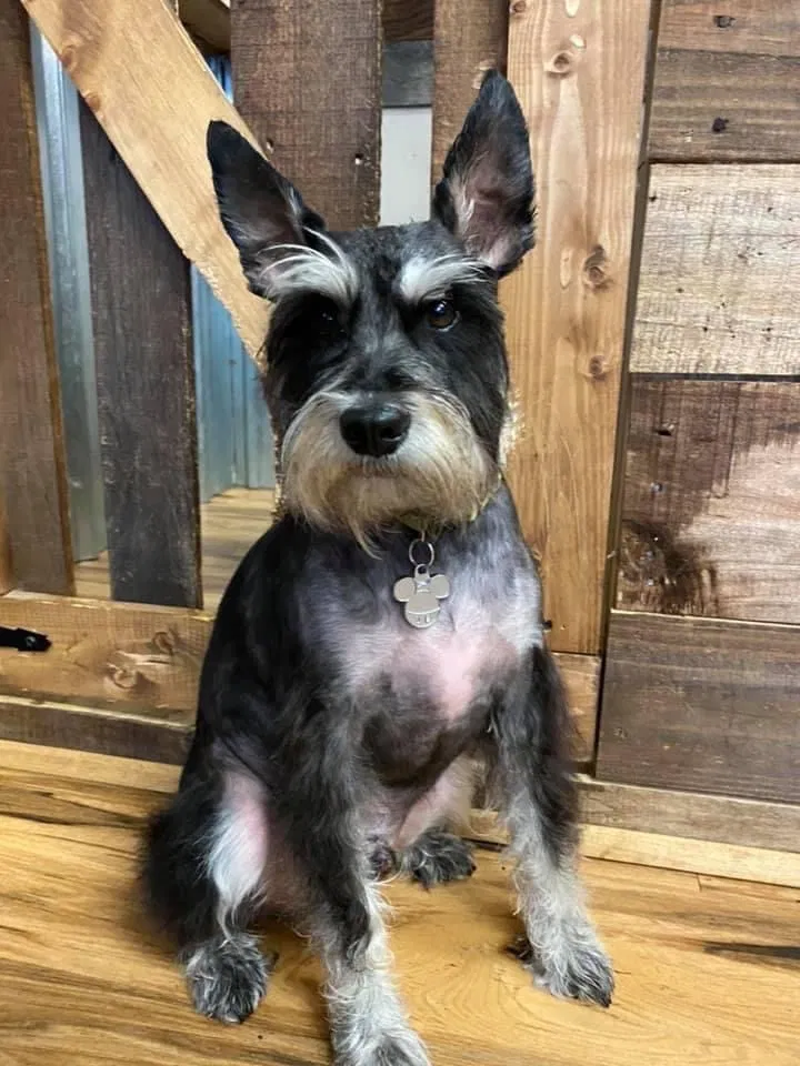 Lost dog in Clayton, NJ, 8312