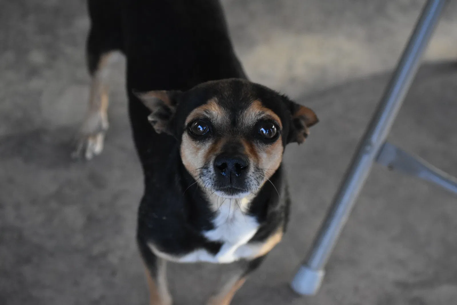 Lost dog in Phoenix, AZ, 85033