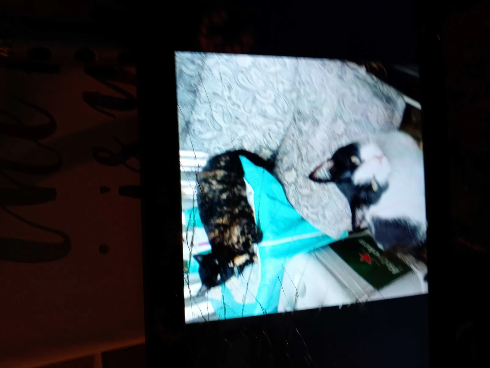 Lost cat in New Canaan, CT, 6840