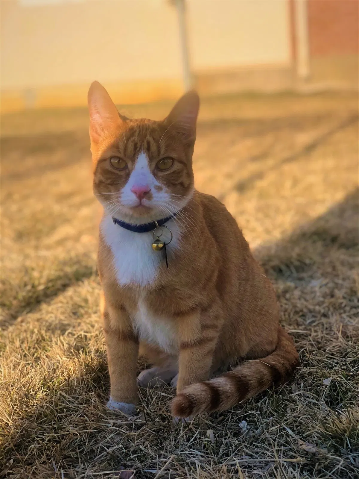 Lost cat in Clearfield, UT, 84015