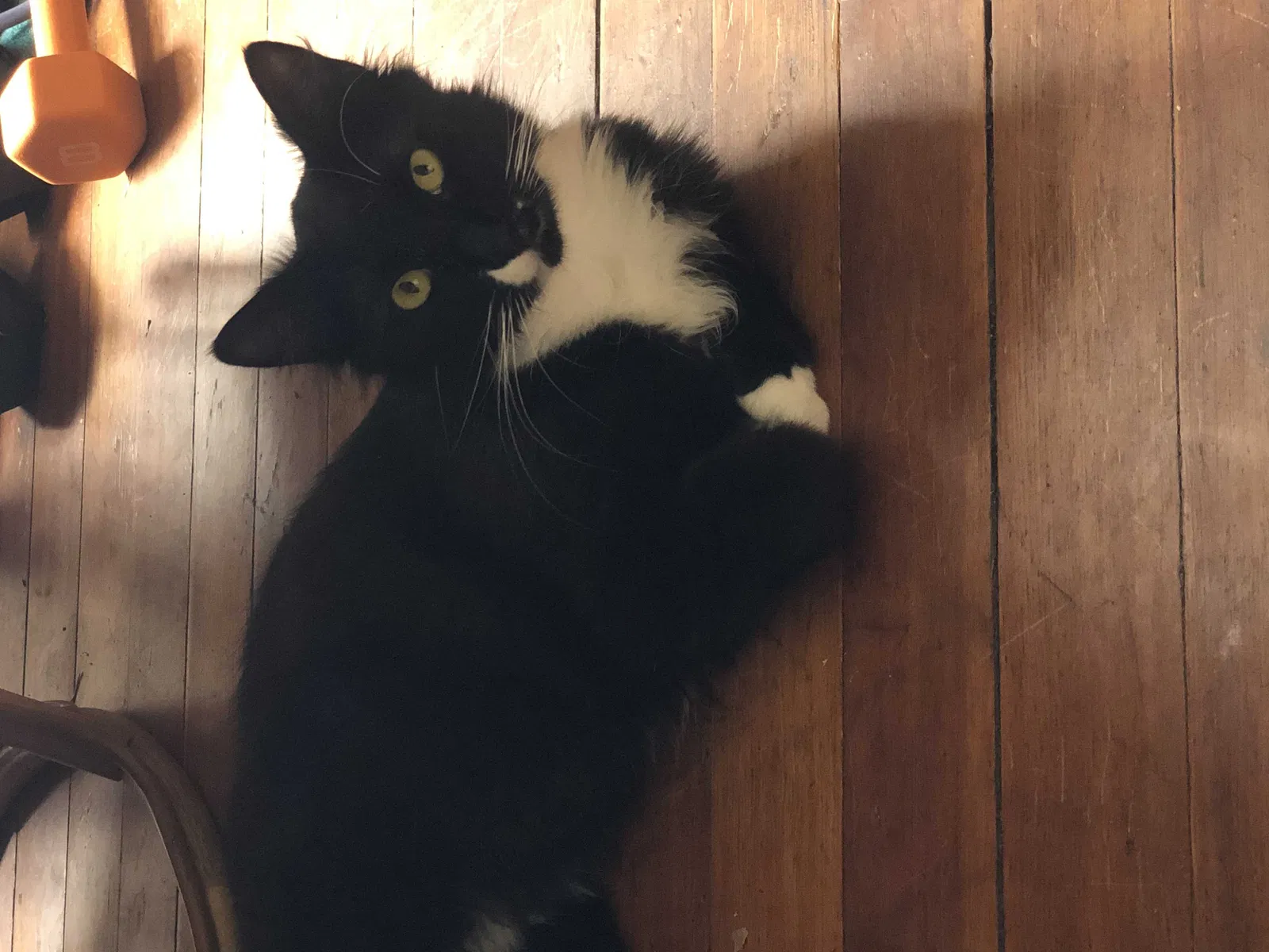 Lost cat in Milton, WI, 53563