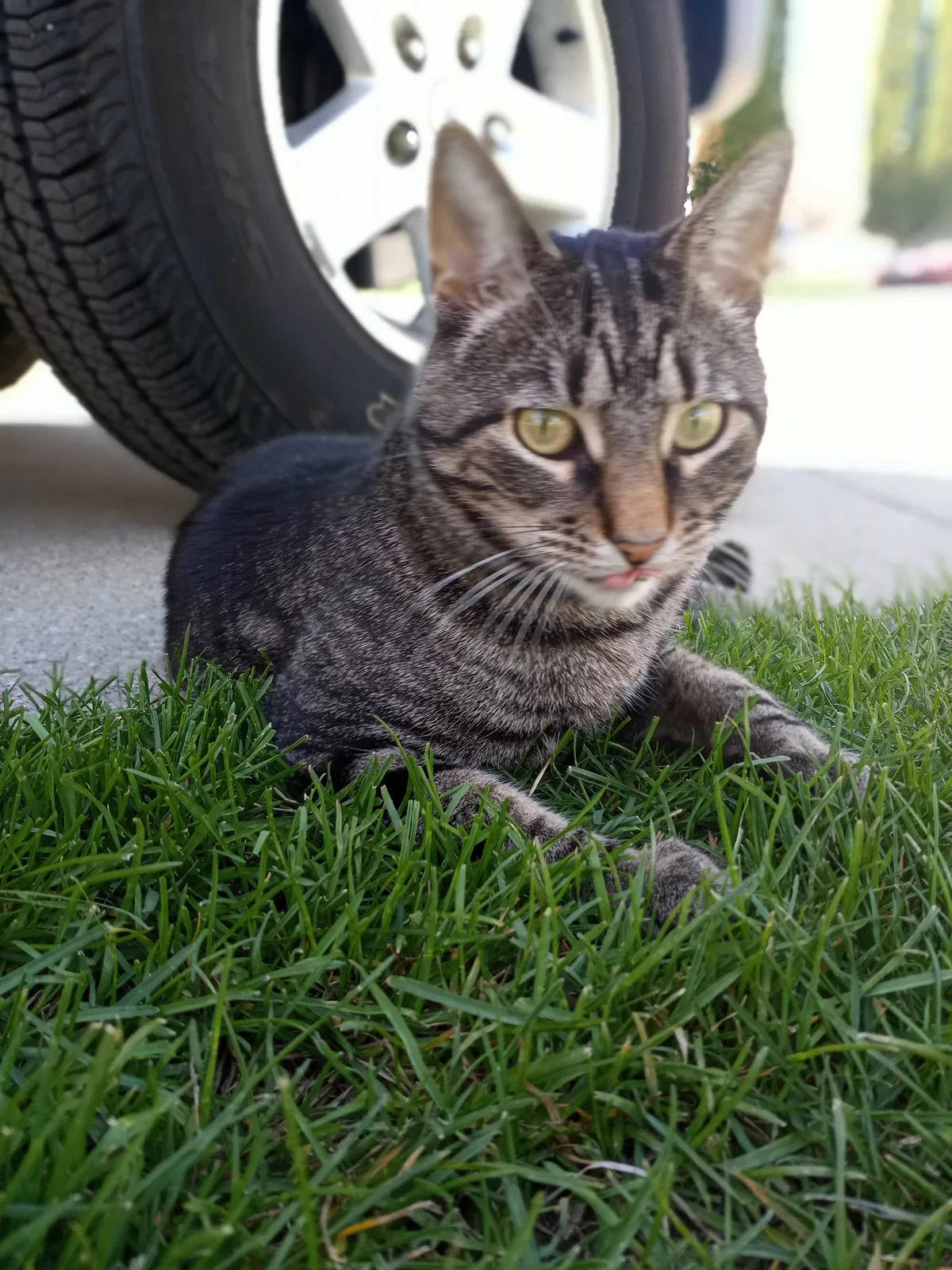 Lost cat in Grand Rapids, MI, 49512
