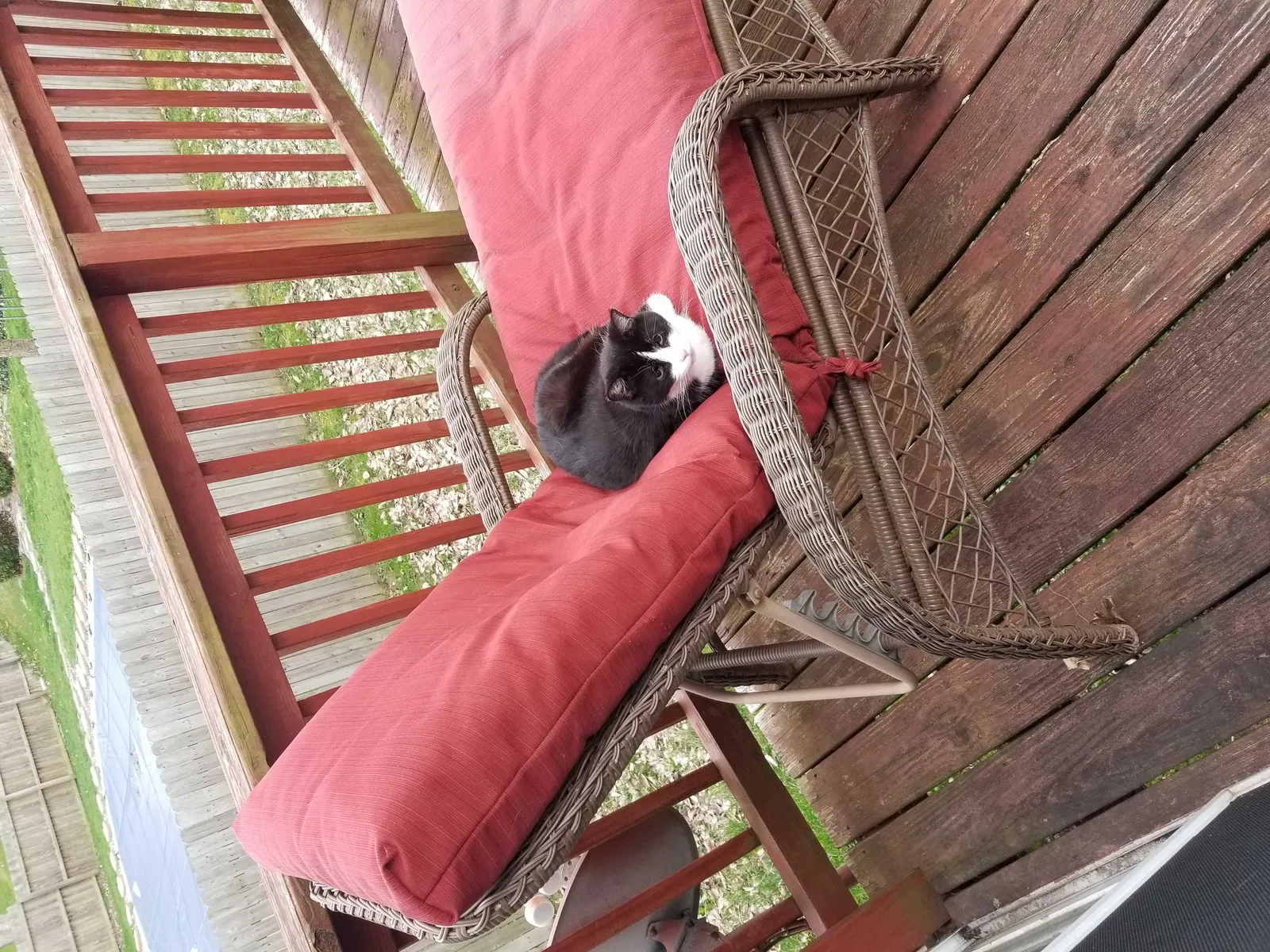 Lost cat in Walworth, NY, 14568
