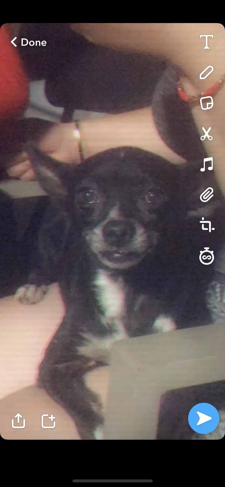 Lost dog in Pittsburg, CA, 94565