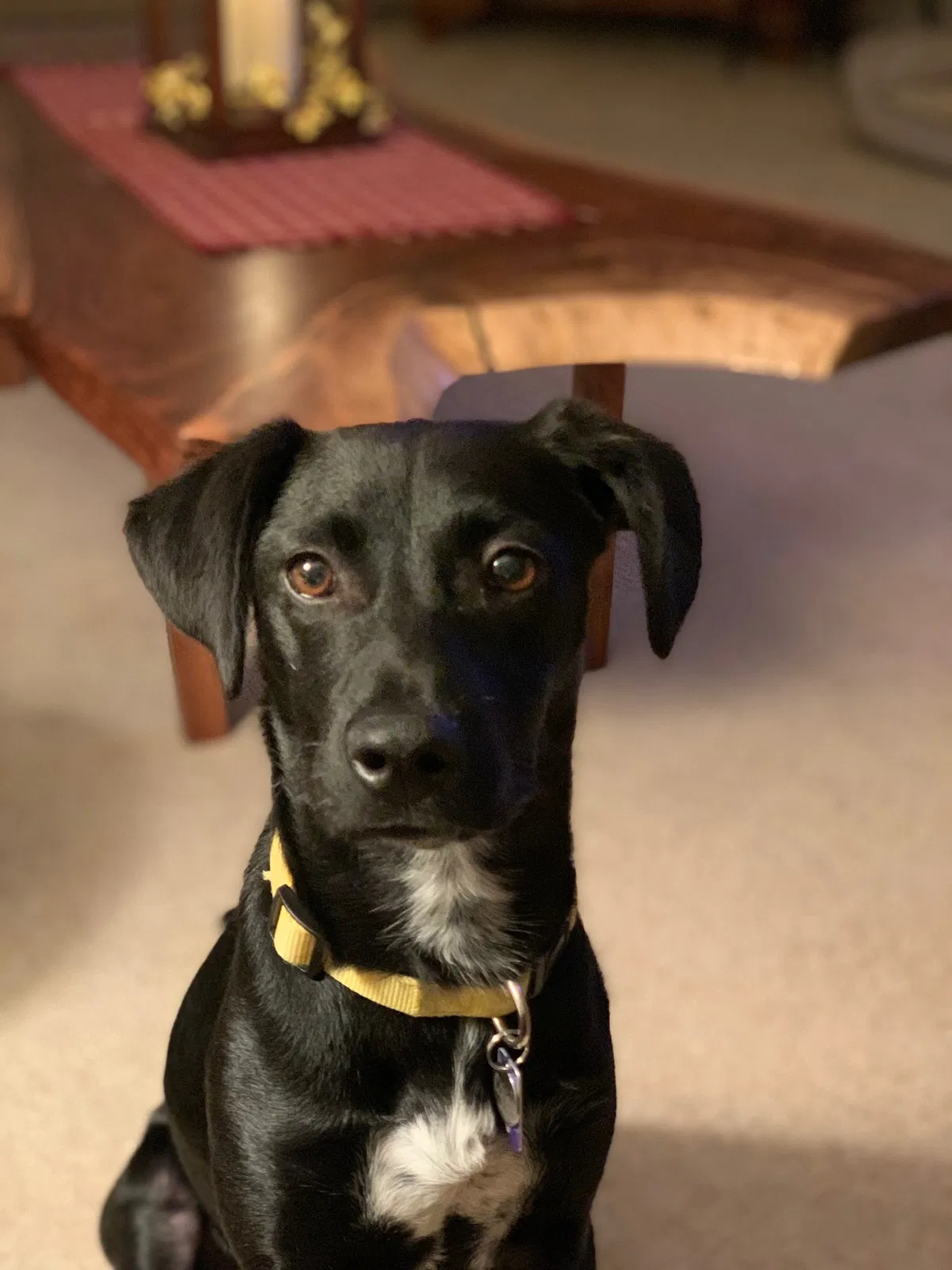 Lost dog in Millersville, PA, 17551