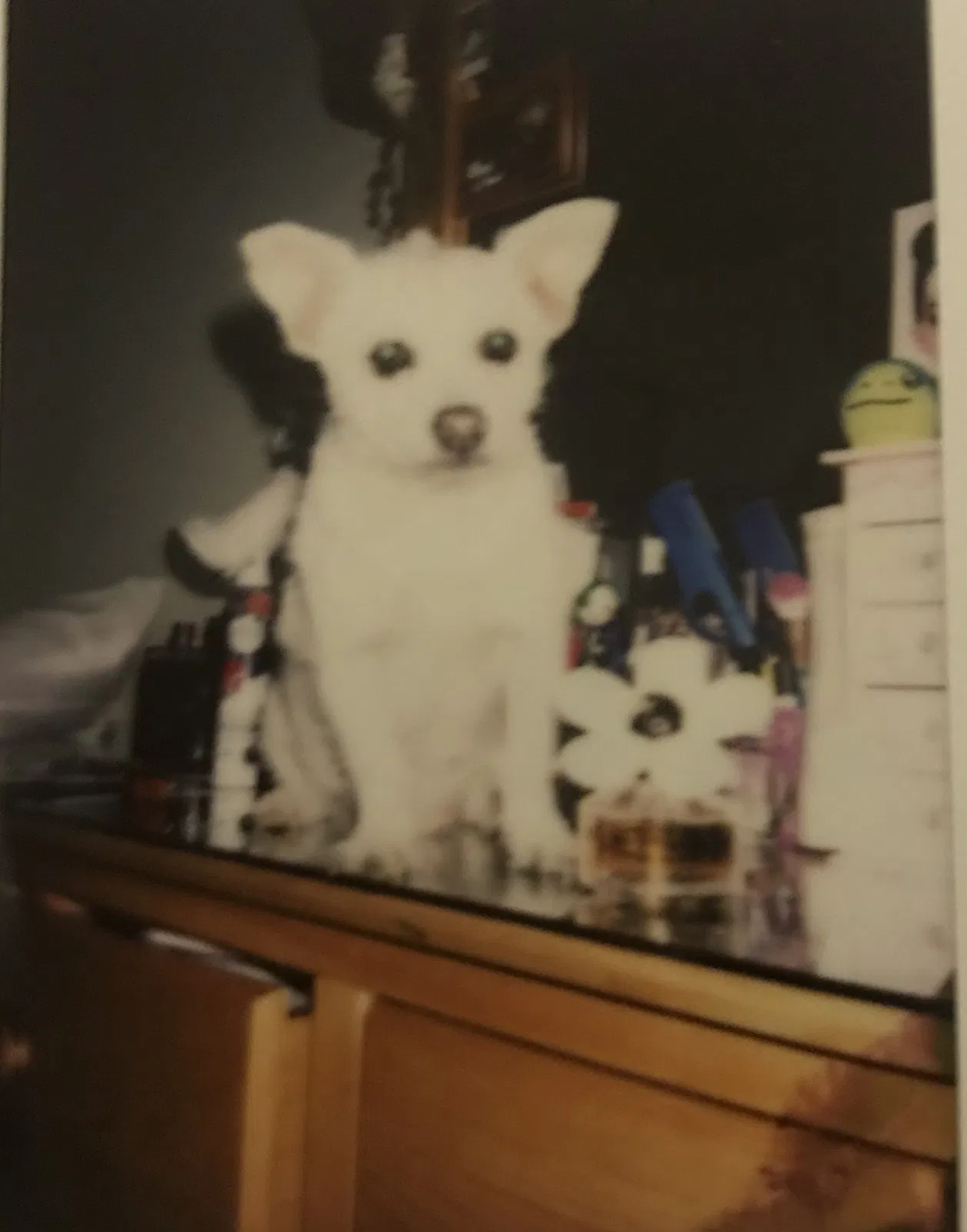 Lost dog in San Leandro, CA, 94578