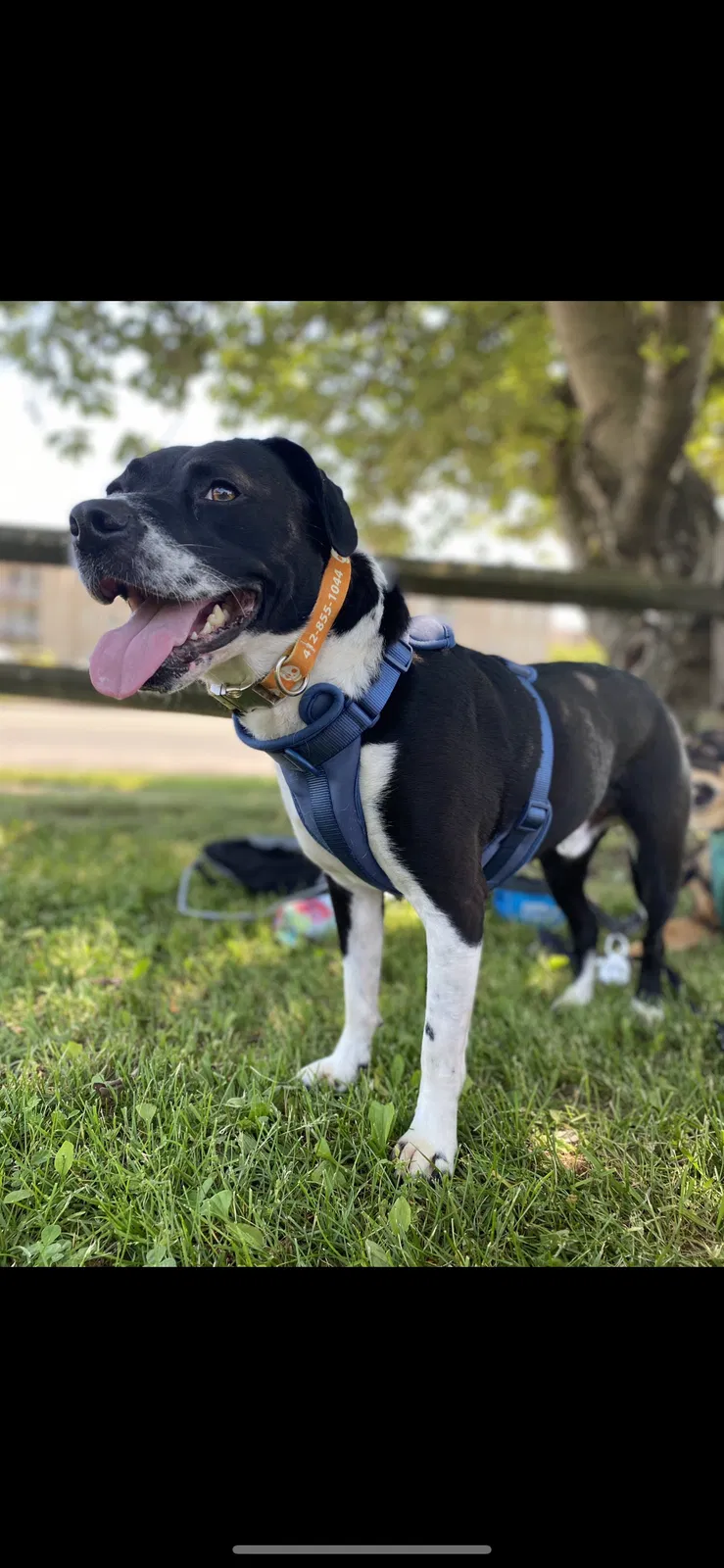 Lost dog in Frederick, MD, 21702