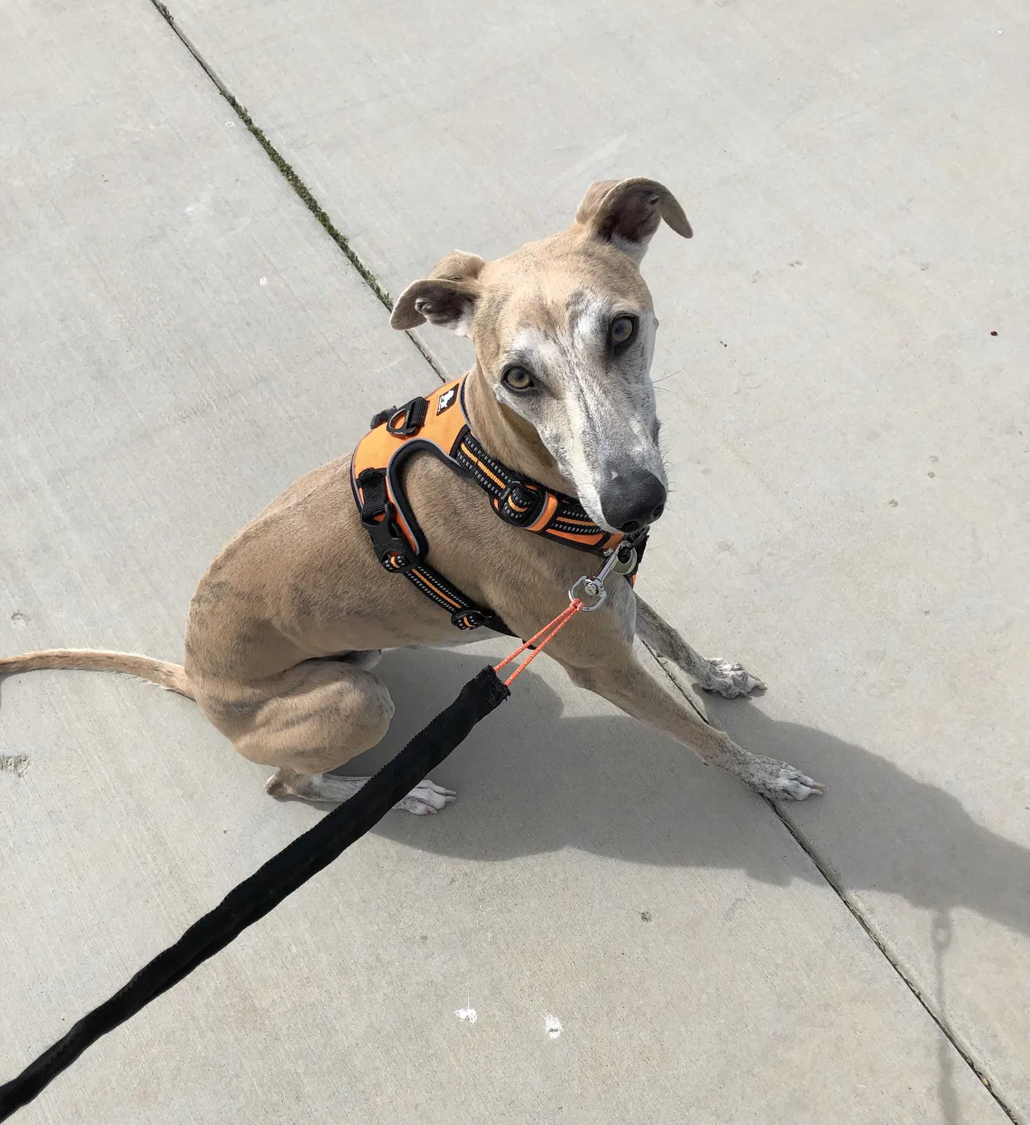 Lost dog in San Lorenzo, CA, 94580