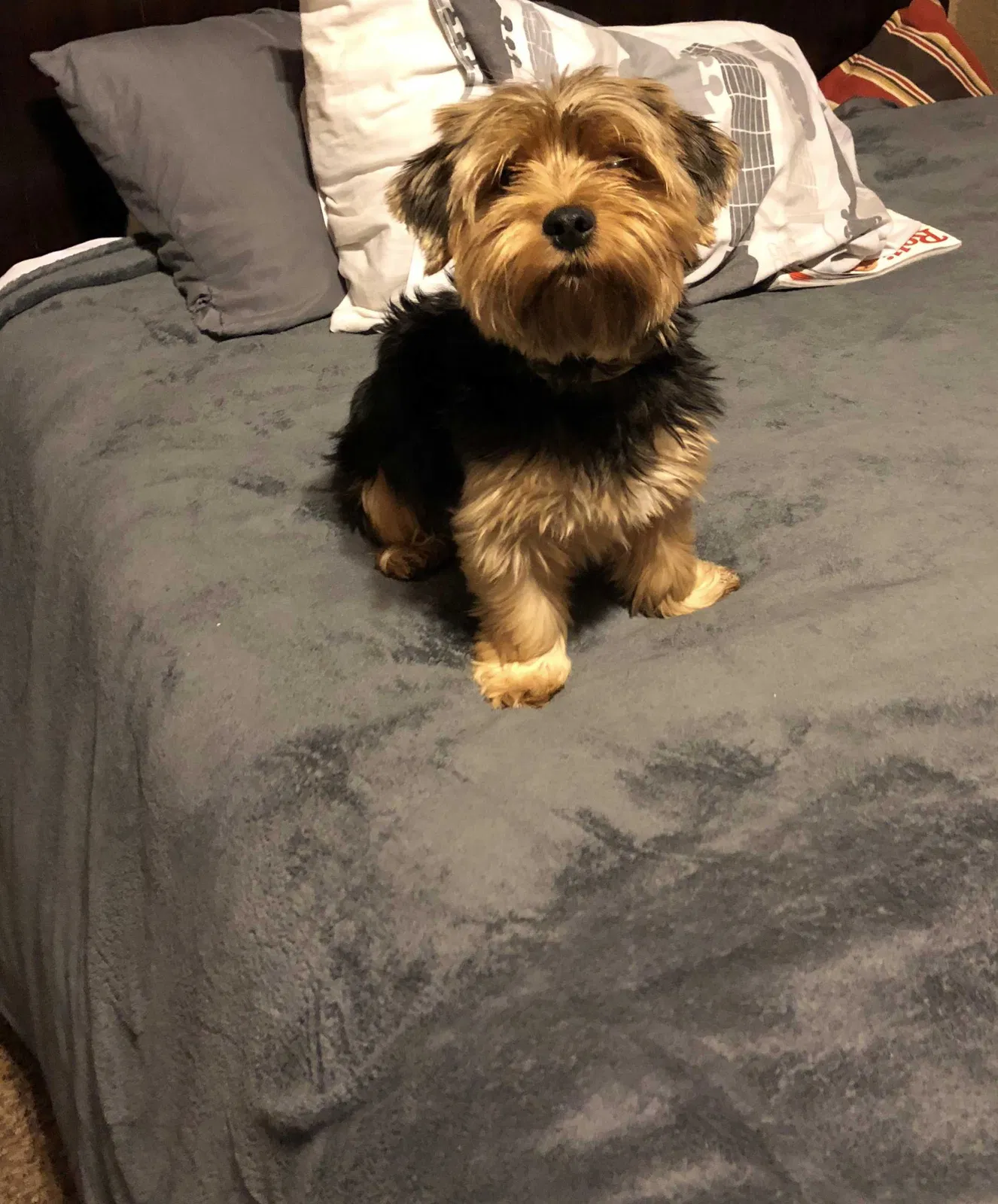 Lost dog in Fort Worth, TX, 76103