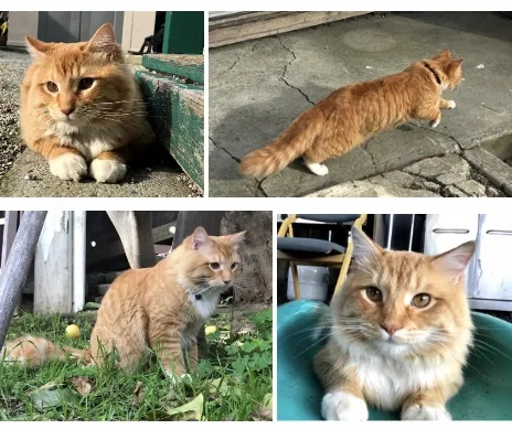 Lost cat in Los Banos, CA, 93635