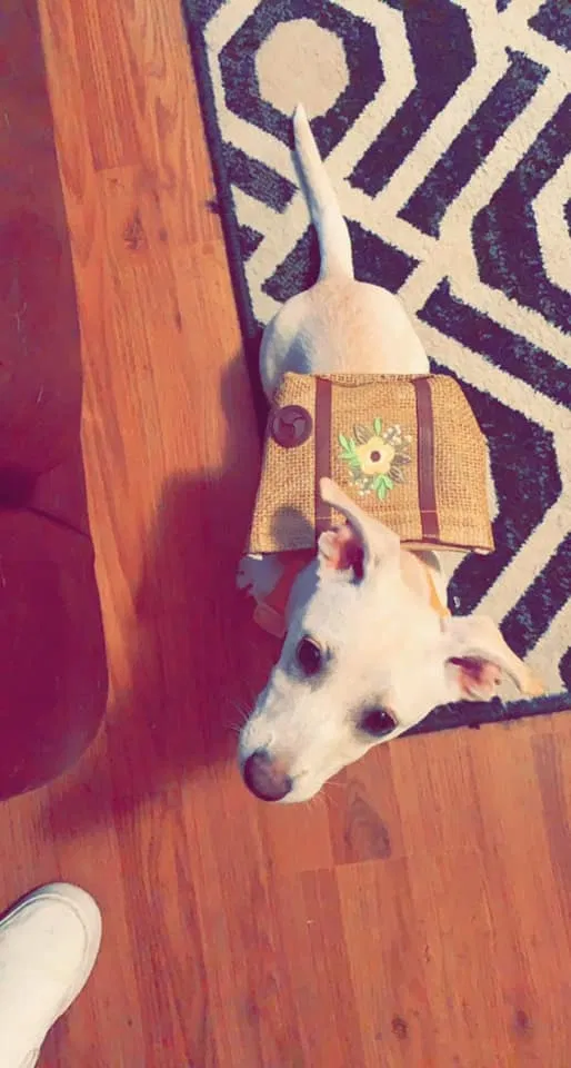 Lost dog in Tucson, AZ, 85716