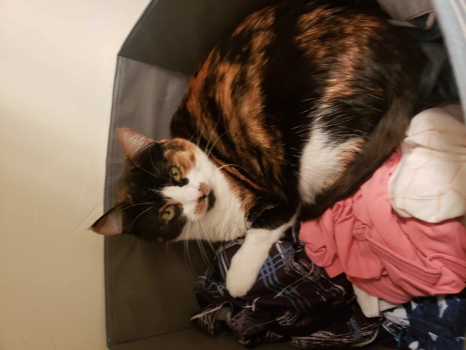 Lost cat in Kaysville, UT, 84037
