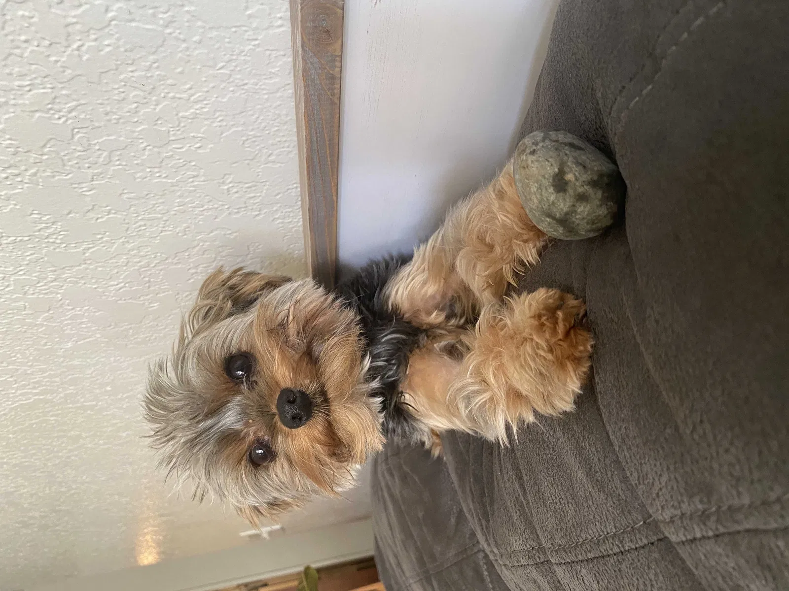 Lost dog in Fresno, CA, 93722