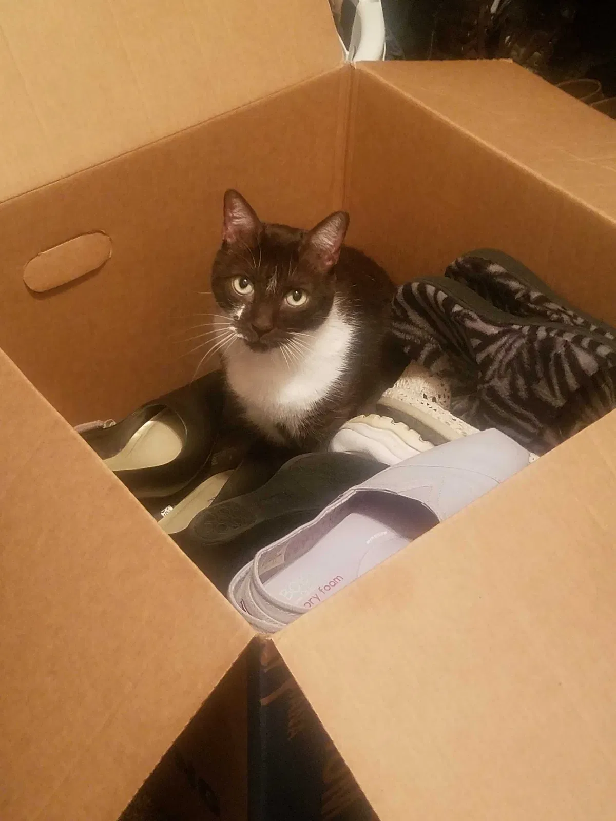 Lost cat in Meridian, ID, 83646