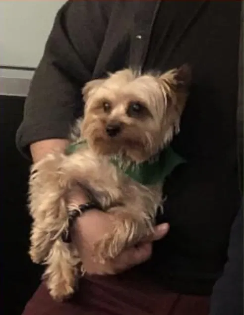 Lost dog in Murfreesboro, TN, 37128