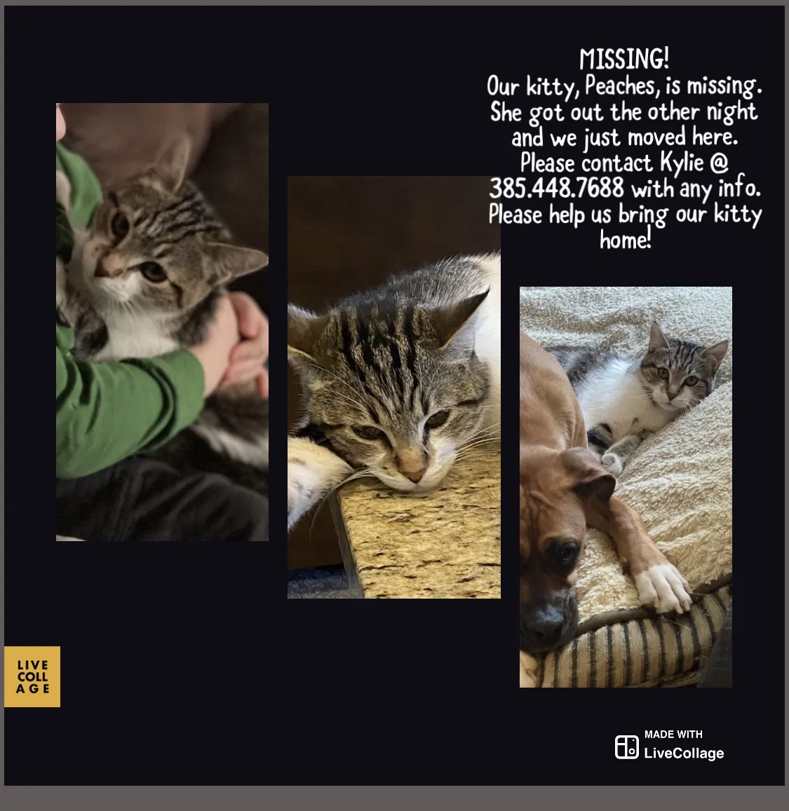 Lost cat in Herriman, UT, 84096