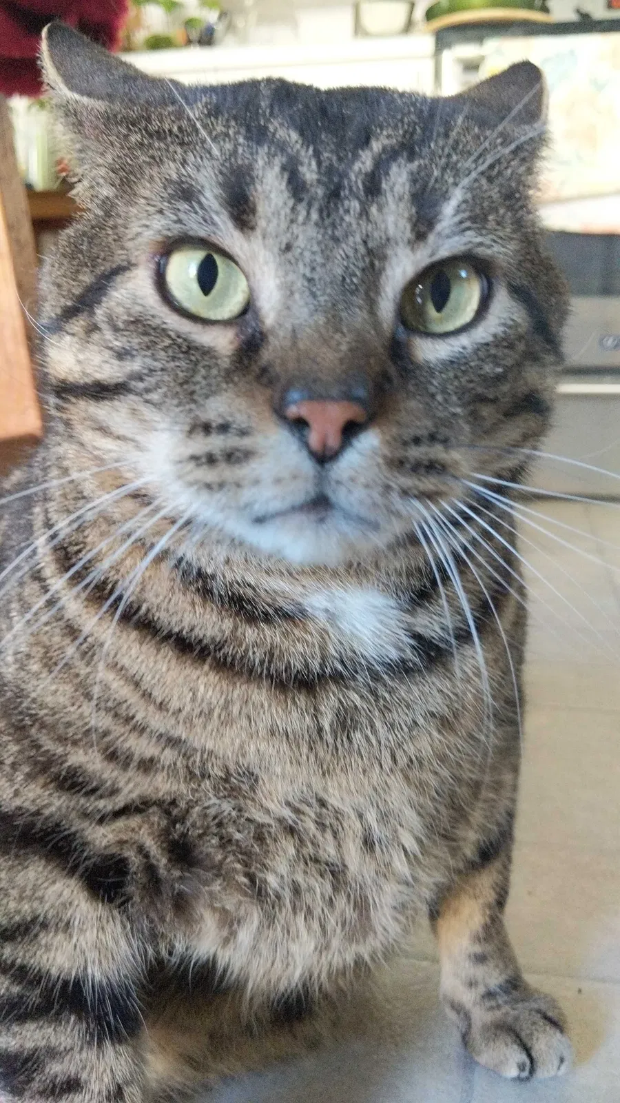 Lost cat in Apison, TN, 37302