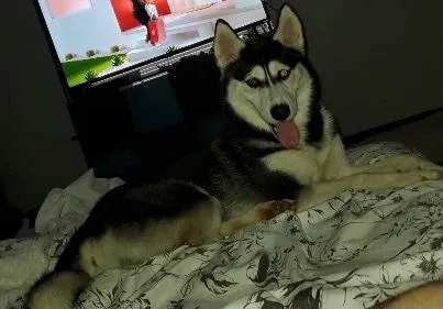 Lost dog in Cleveland, OH, 44109