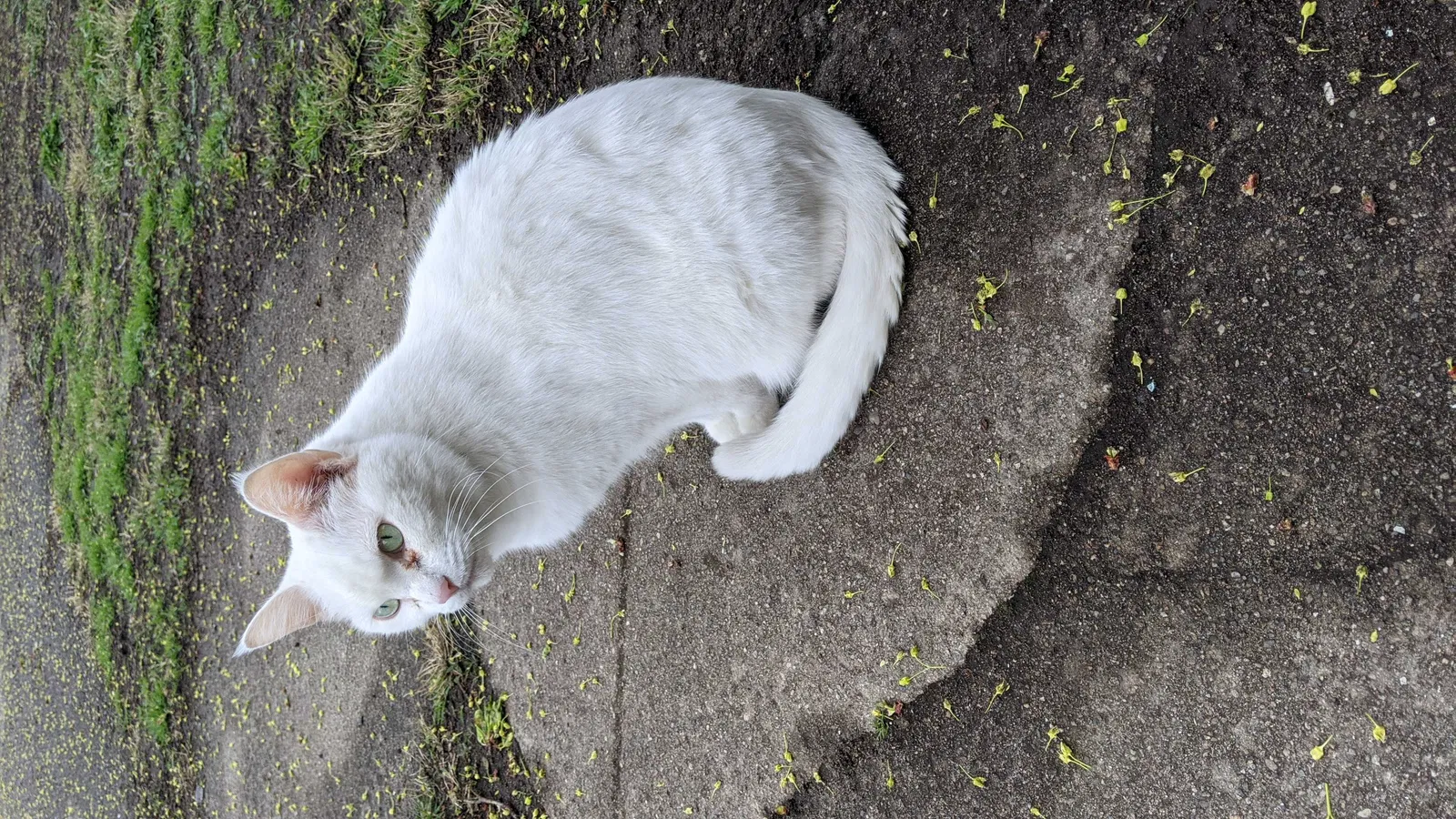 Lost cat in Grand Rapids, MI, 49507