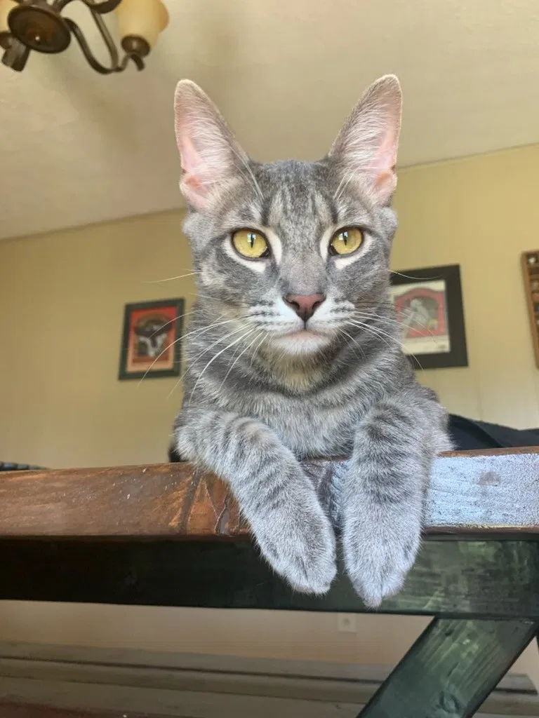 Lost cat in Springfield, MO, 65807