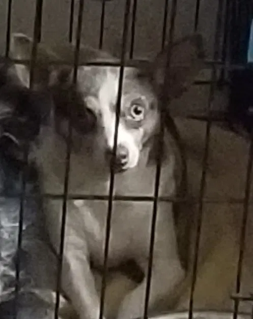 Lost dog in Corpus Christi, TX, 78413