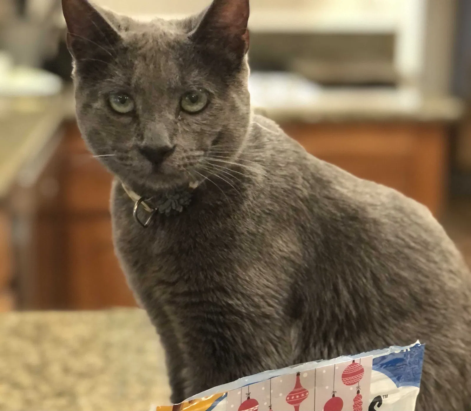Lost cat in Santee, CA, 92071