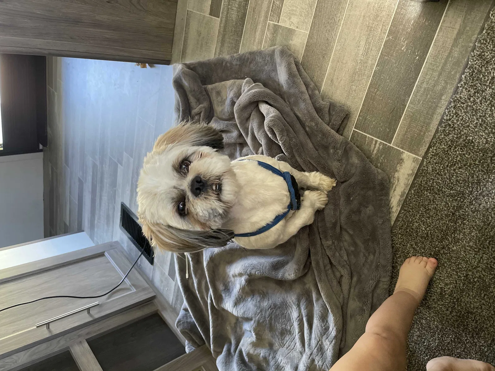 Lost dog in Porterville, CA, 93257