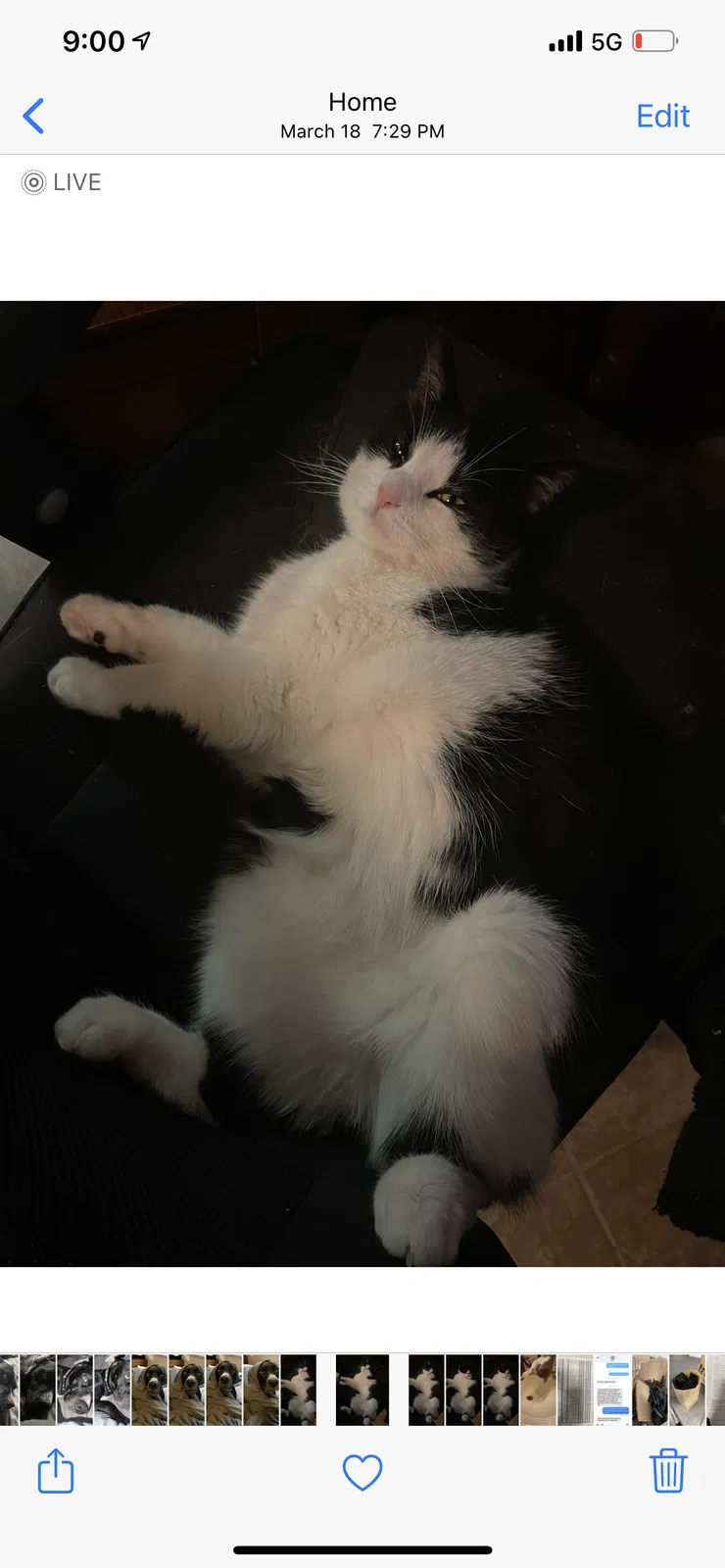 Lost cat in Englewood, OH, 45322