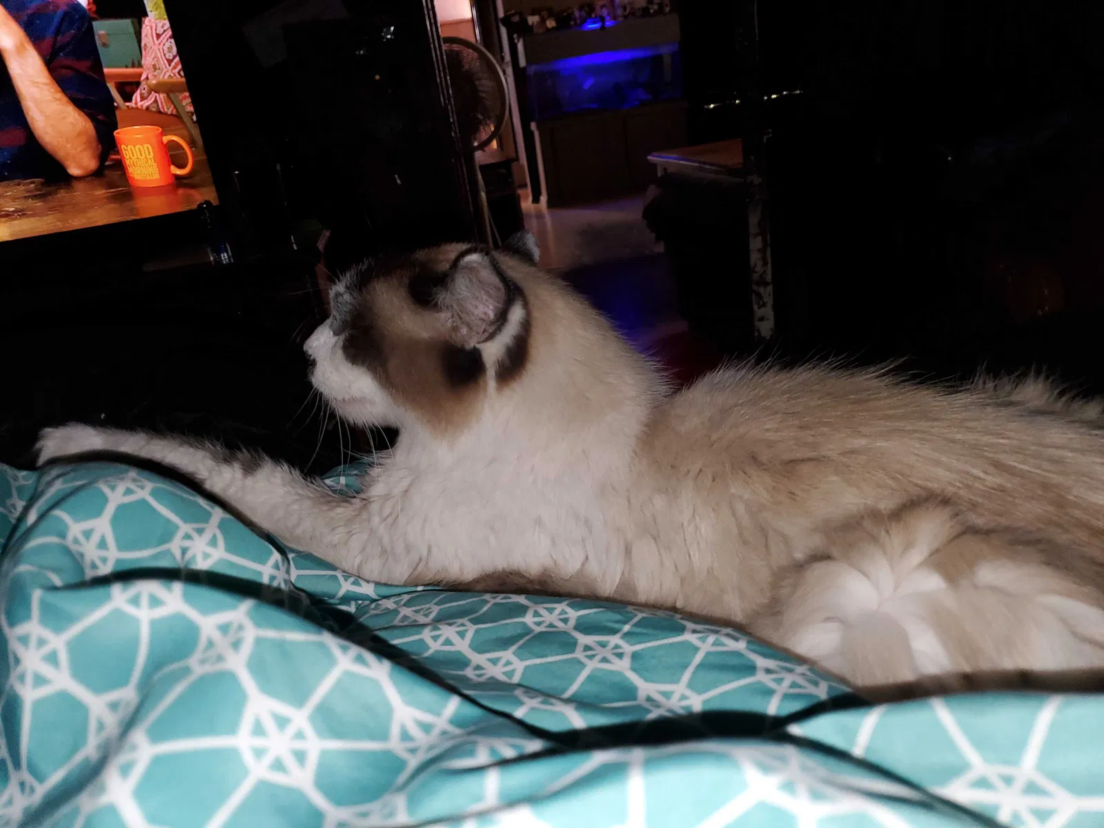 Lost cat in Salt Lake City, UT, 84119