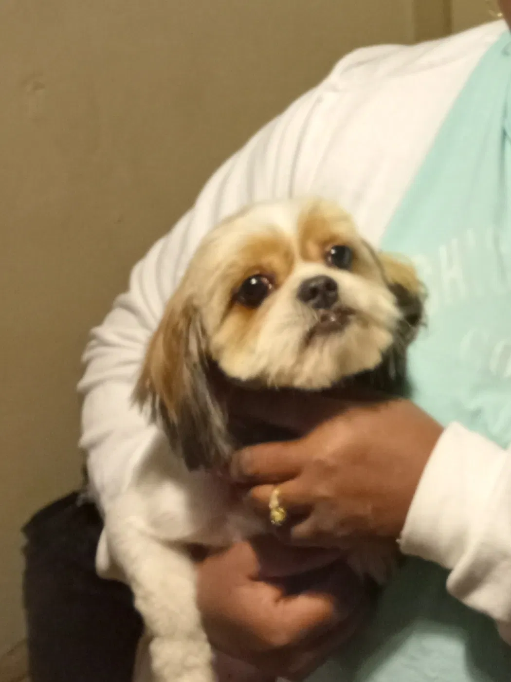 Lost dog in Chicago, IL, 60628