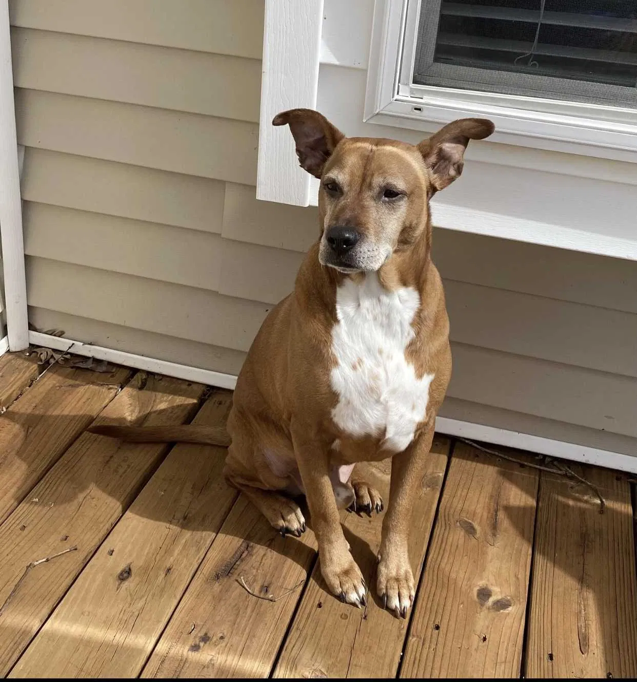 Lost dog in Petersburg, VA, 23803
