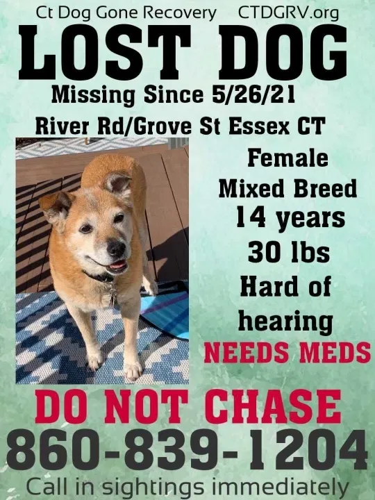 Lost dog in Essex, CT, 6426