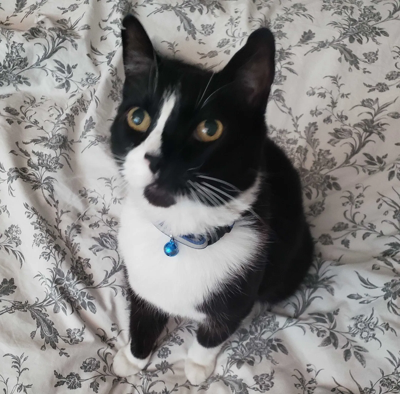Lost cat in Palm Springs, CA, 92264