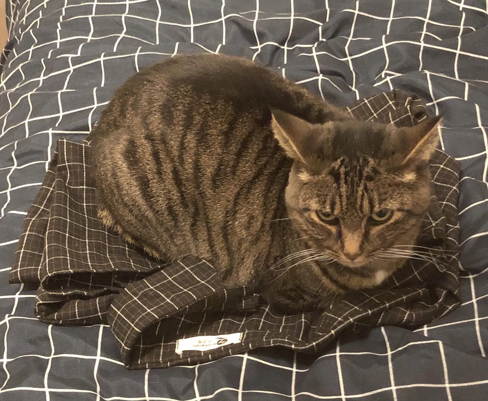 Lost cat in Syracuse, NY, 13211