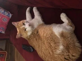 Lost cat in Hilliard, OH, 43026