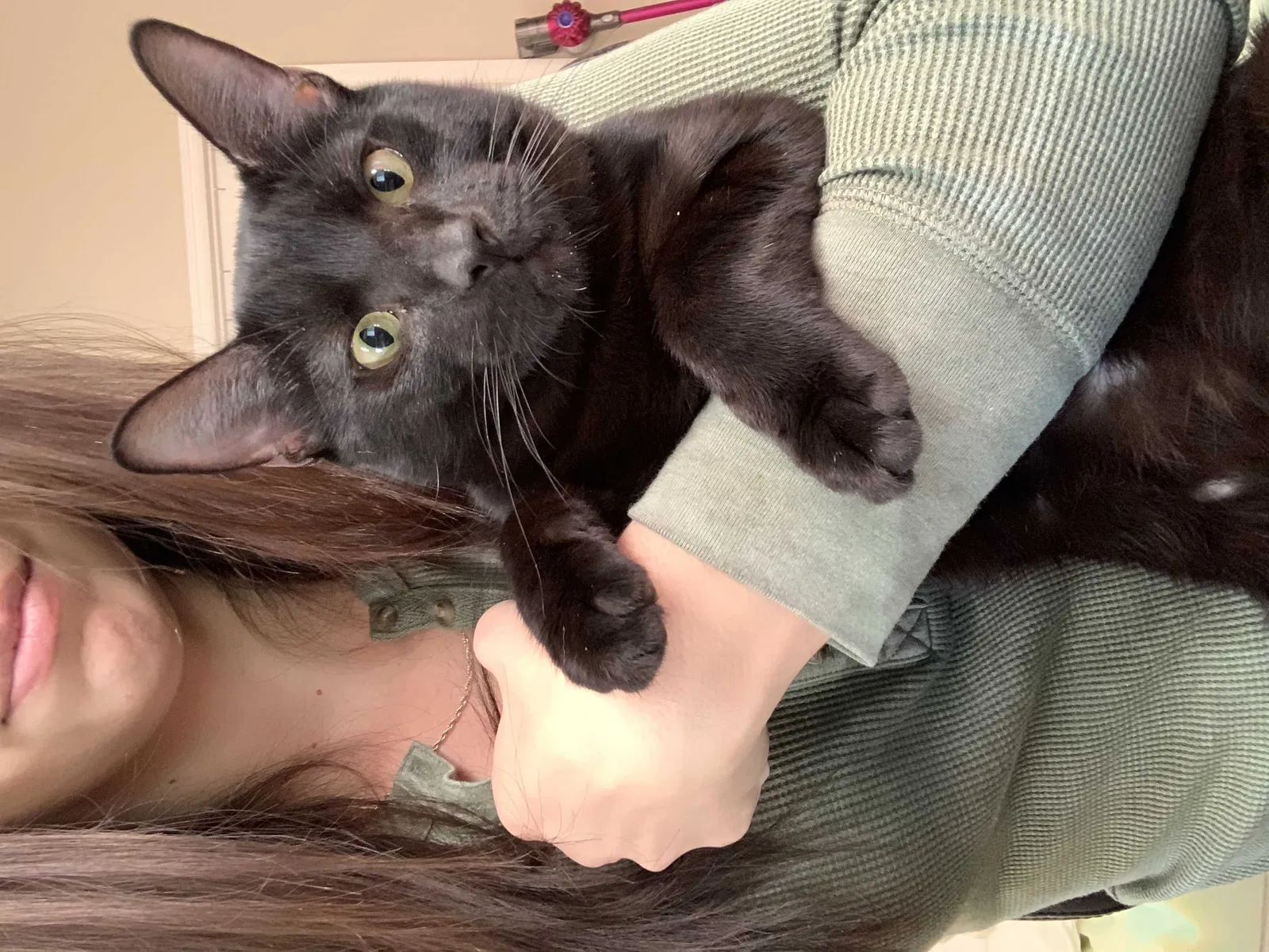 Lost cat in Davenport, FL, 33897